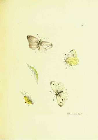 Reproducción/Reproduction 9689095562: The papilios of Great Britain,. London,Printed for J. Johnson,1795.