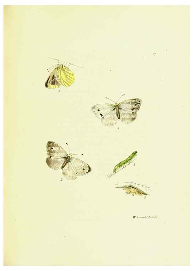Reproducción/Reproduction 9685858865: The papilios of Great Britain,. London,Printed for J. Johnson,1795.