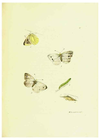 Reproducción/Reproduction 9685858865: The papilios of Great Britain,. London,Printed for J. Johnson,1795.