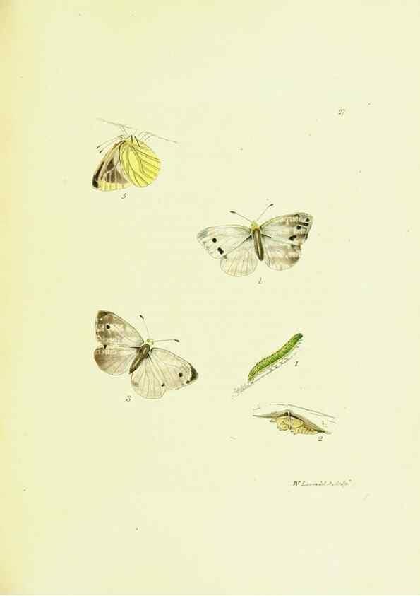 Reproducción/Reproduction 9685858865: The papilios of Great Britain,. London,Printed for J. Johnson,1795.