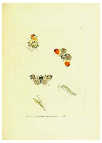 Reproducción/Reproduction 9689099116: The papilios of Great Britain,. London,Printed for J. Johnson,1795.