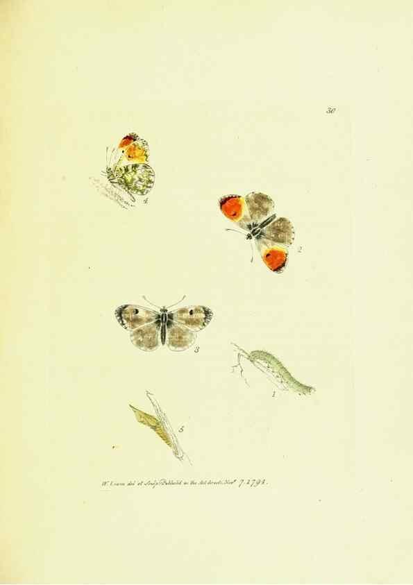Reproducción/Reproduction 9689099116: The papilios of Great Britain,. London,Printed for J. Johnson,1795.