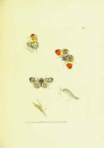 Reproducción/Reproduction 9689099116: The papilios of Great Britain,. London,Printed for J. Johnson,1795.