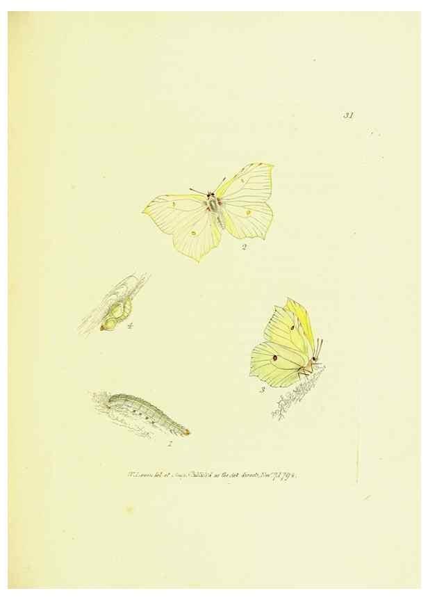 Reproducción/Reproduction 9685862319: The papilios of Great Britain,. London,Printed for J. Johnson,1795.
