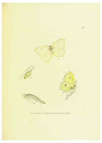 Reproducción/Reproduction 9685862319: The papilios of Great Britain,. London,Printed for J. Johnson,1795.