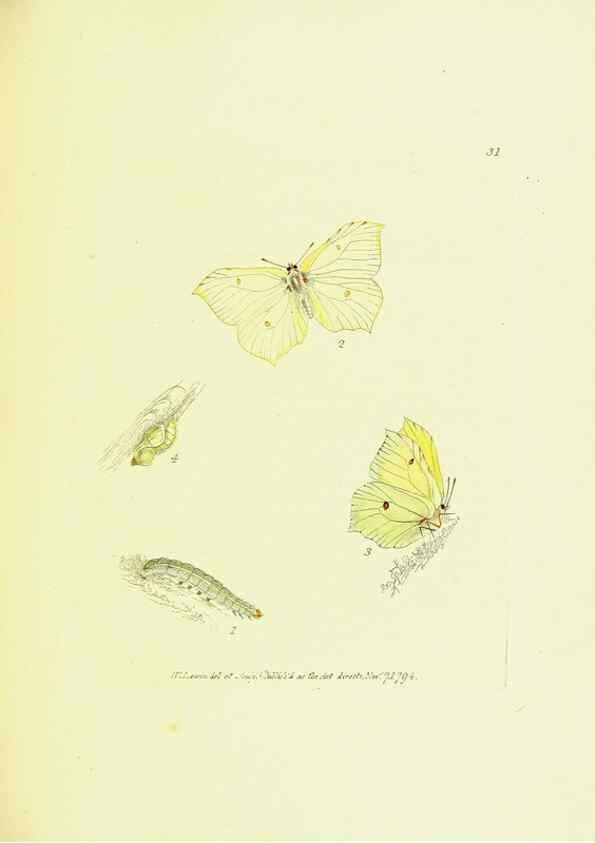 Reproducción/Reproduction 9685862319: The papilios of Great Britain,. London,Printed for J. Johnson,1795.