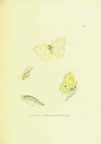 Reproducción/Reproduction 9685862319: The papilios of Great Britain,. London,Printed for J. Johnson,1795.