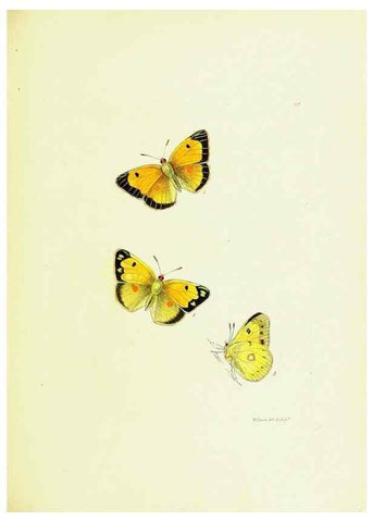Reproducción/Reproduction 9689101712: The papilios of Great Britain,. London,Printed for J. Johnson,1795.