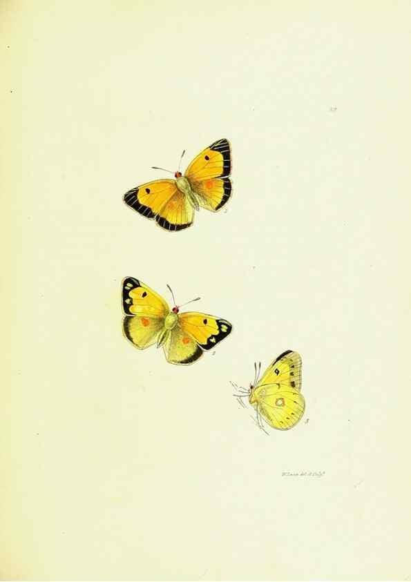 Reproducción/Reproduction 9689101712: The papilios of Great Britain,. London,Printed for J. Johnson,1795.