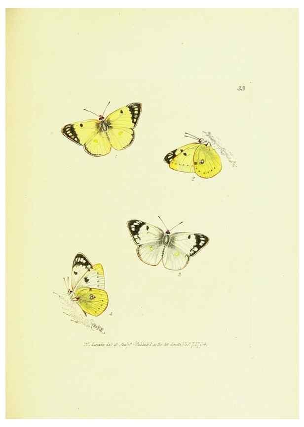 Reproducción/Reproduction 9689102814: The papilios of Great Britain,. London,Printed for J. Johnson,1795.