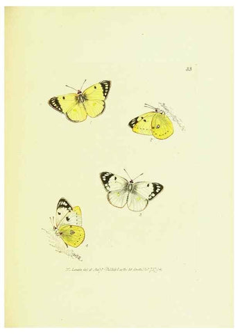 Reproducción/Reproduction 9689102814: The papilios of Great Britain,. London,Printed for J. Johnson,1795.