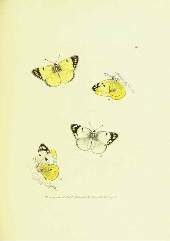 Reproducción/Reproduction 9689102814: The papilios of Great Britain,. London,Printed for J. Johnson,1795.