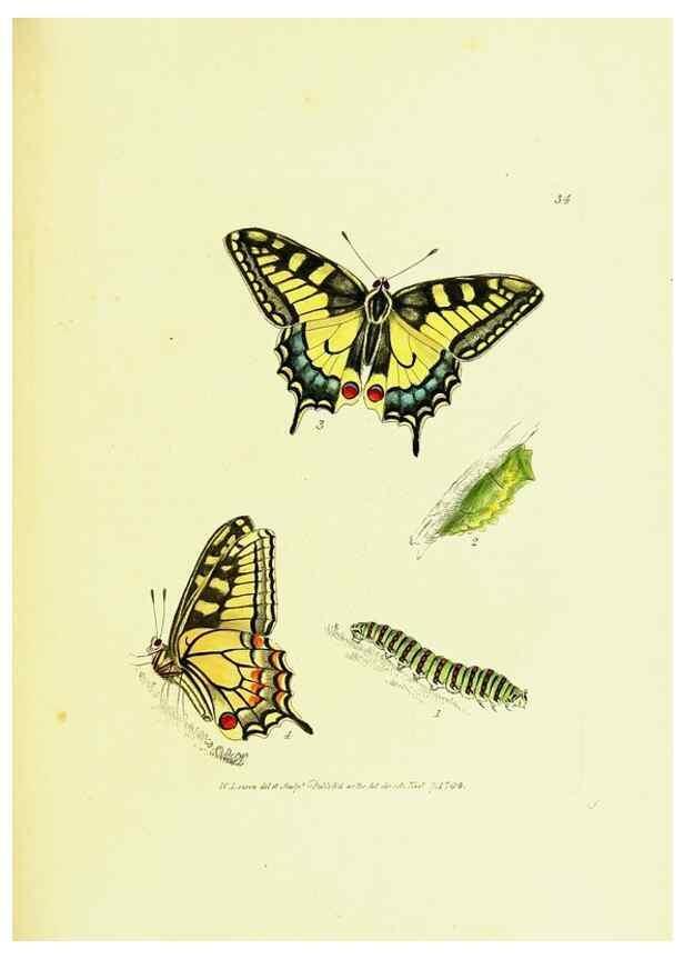 Reproducción/Reproduction 9689104092: The papilios of Great Britain,. London,Printed for J. Johnson,1795.