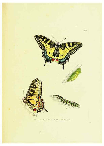 Reproducción/Reproduction 9689104092: The papilios of Great Britain,. London,Printed for J. Johnson,1795.