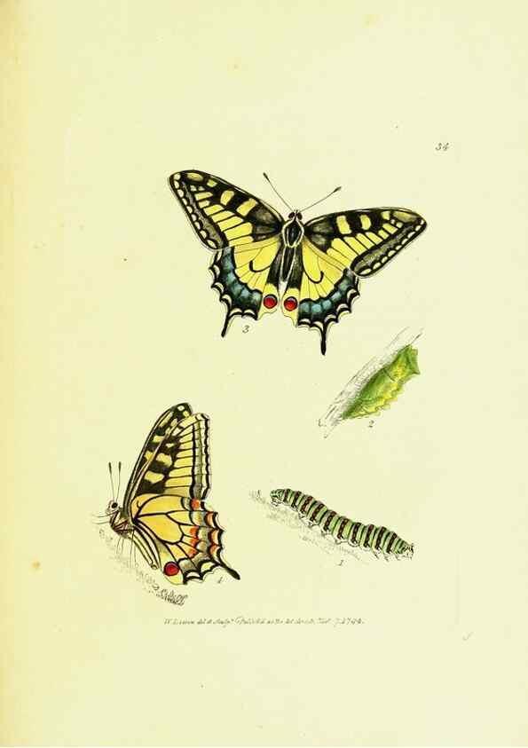 Reproducción/Reproduction 9689104092: The papilios of Great Britain,. London,Printed for J. Johnson,1795.