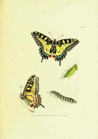 Reproducción/Reproduction 9689104092: The papilios of Great Britain,. London,Printed for J. Johnson,1795.