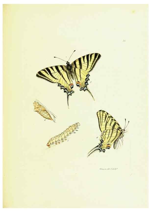 Reproducción/Reproduction 9689105338: The papilios of Great Britain,. London,Printed for J. Johnson,1795.