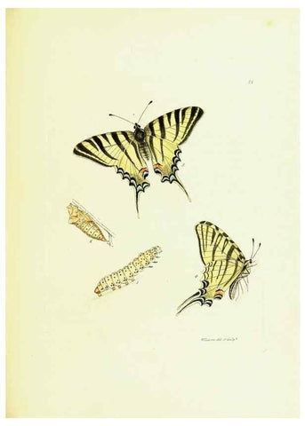 Reproducción/Reproduction 9689105338: The papilios of Great Britain,. London,Printed for J. Johnson,1795.