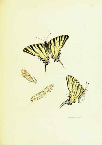 Reproducción/Reproduction 9689105338: The papilios of Great Britain,. London,Printed for J. Johnson,1795.