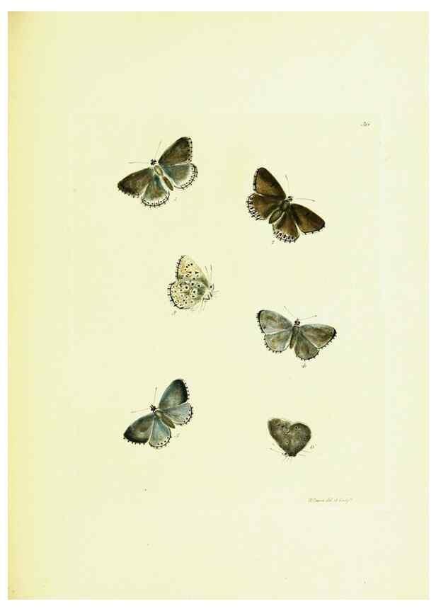 Reproducción/Reproduction 9685868569: The papilios of Great Britain,. London,Printed for J. Johnson,1795.