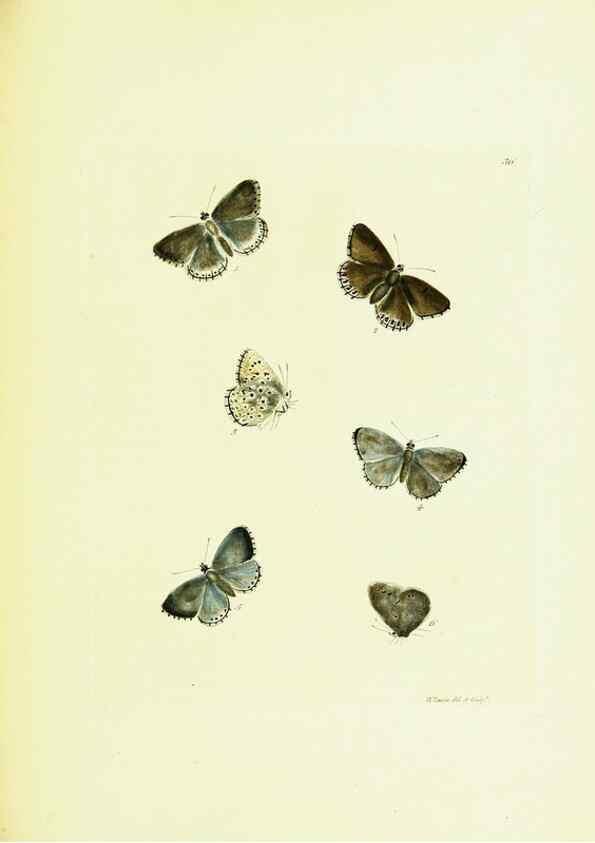 Reproducción/Reproduction 9685868569: The papilios of Great Britain,. London,Printed for J. Johnson,1795.