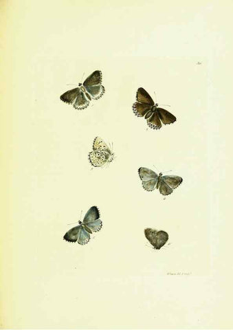Reproducción/Reproduction 9685868569: The papilios of Great Britain,. London,Printed for J. Johnson,1795.