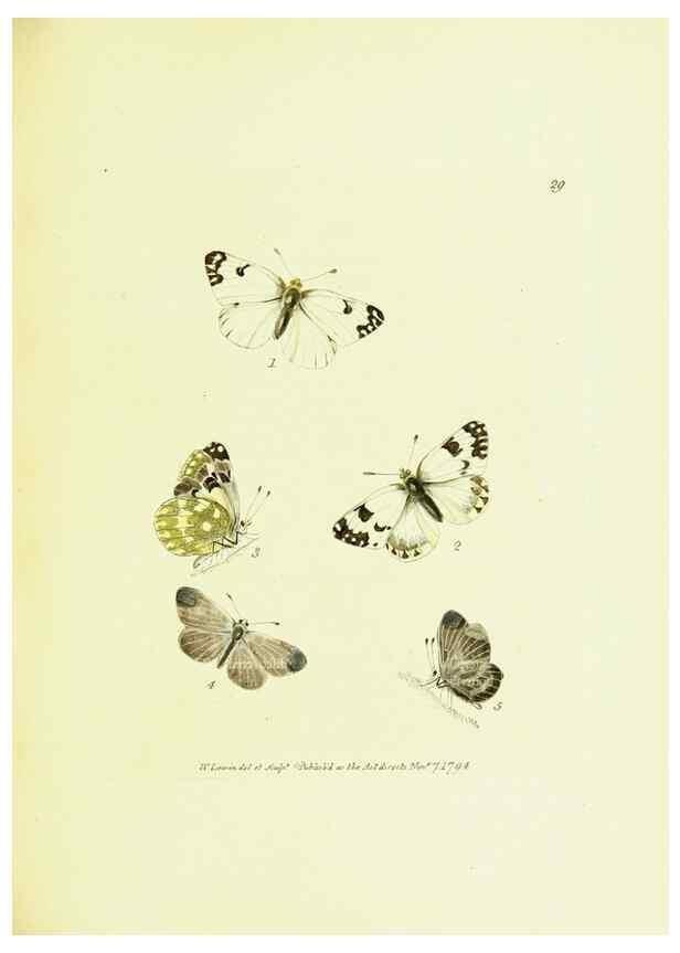 Reproducción/Reproduction 9685860171: The papilios of Great Britain,. London,Printed for J. Johnson,1795.