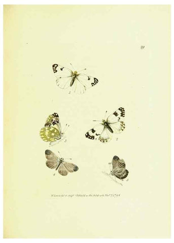 Reproducción/Reproduction 9685860171: The papilios of Great Britain,. London,Printed for J. Johnson,1795.