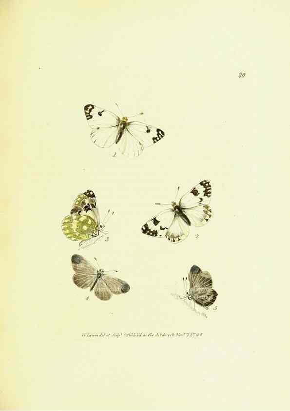 Reproducción/Reproduction 9685860171: The papilios of Great Britain,. London,Printed for J. Johnson,1795.