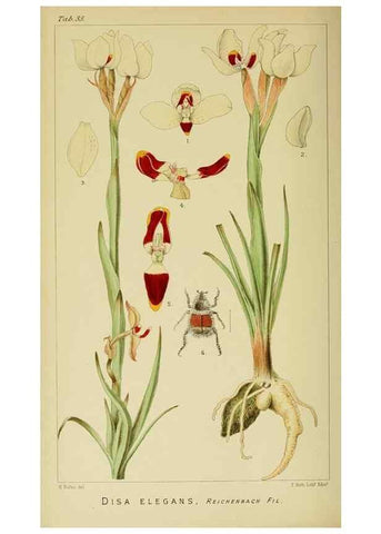 Reproducción/Reproduction 9732515000: Icones orchidearum austro-africanarum extra-tropicarum :. London :W. Wesley,1896-1913.