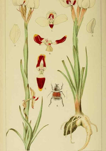 Reproducción/Reproduction 9732515000: Icones orchidearum austro-africanarum extra-tropicarum :. London :W. Wesley,1896-1913.