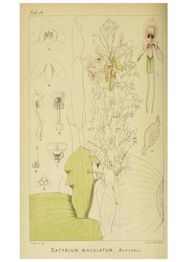 Reproducción/Reproduction 9732490850: Icones orchidearum austro-africanarum extra-tropicarum :. London :W. Wesley,1896-1913.