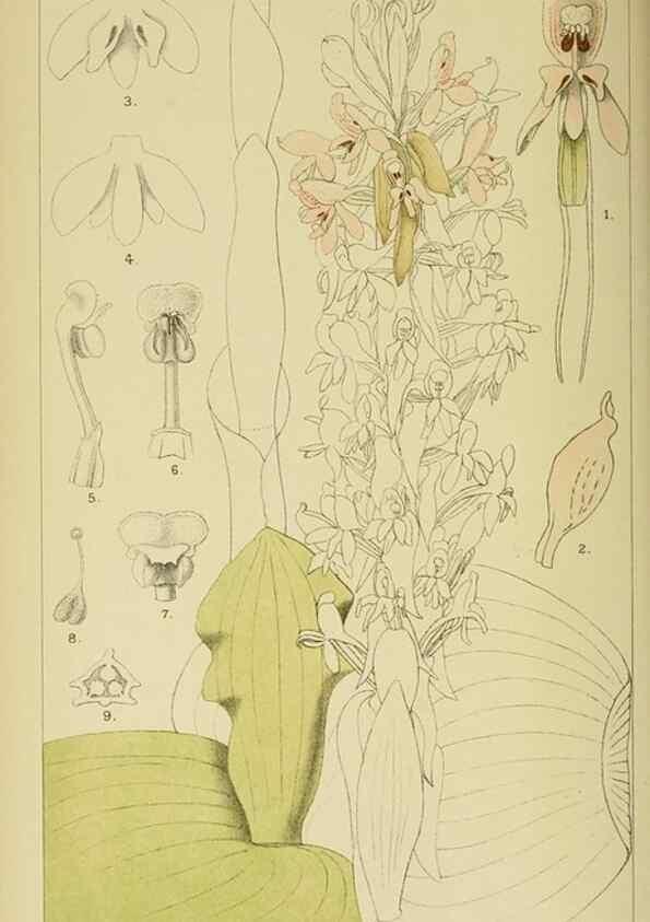 Reproducción/Reproduction 9732490850: Icones orchidearum austro-africanarum extra-tropicarum :. London :W. Wesley,1896-1913.