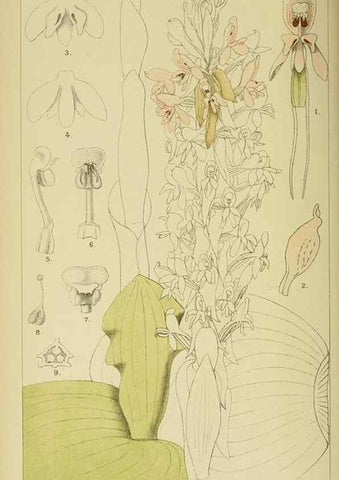 Reproducción/Reproduction 9732490850: Icones orchidearum austro-africanarum extra-tropicarum :. London :W. Wesley,1896-1913.
