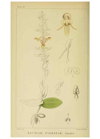 Reproducción/Reproduction 9732492084: Icones orchidearum austro-africanarum extra-tropicarum :. London :W. Wesley,1896-1913.