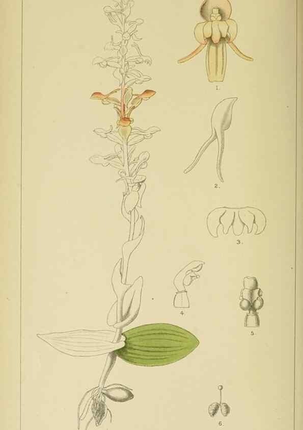 Reproducción/Reproduction 9732492084: Icones orchidearum austro-africanarum extra-tropicarum :. London :W. Wesley,1896-1913.