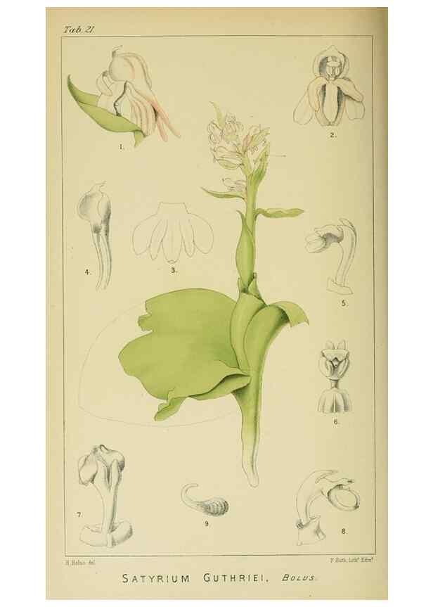Reproducción/Reproduction 9732493560: Icones orchidearum austro-africanarum extra-tropicarum :. London :W. Wesley,1896-1913.
