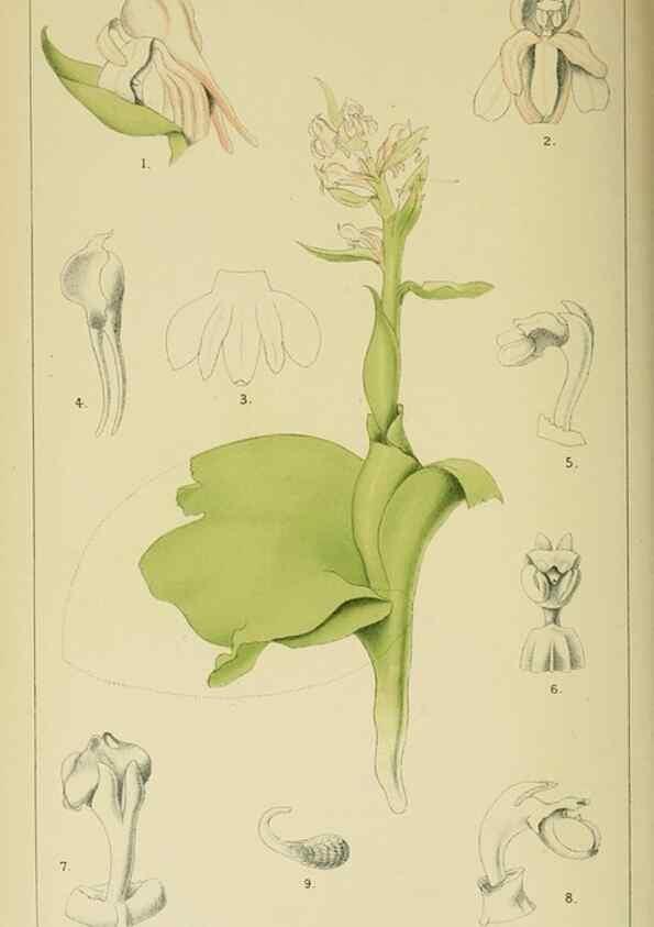 Reproducción/Reproduction 9732493560: Icones orchidearum austro-africanarum extra-tropicarum :. London :W. Wesley,1896-1913.