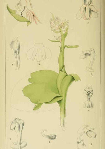 Reproducción/Reproduction 9732493560: Icones orchidearum austro-africanarum extra-tropicarum :. London :W. Wesley,1896-1913.