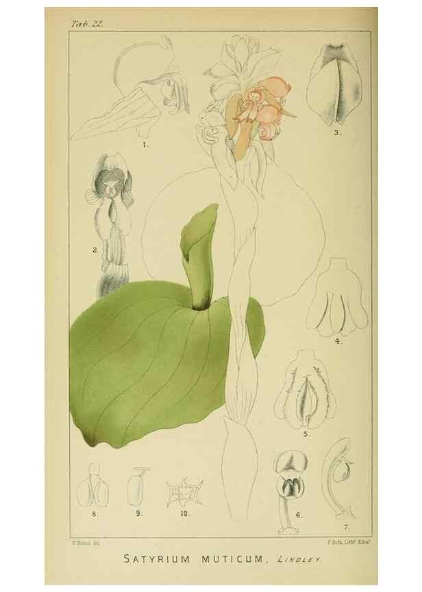 Reproducción/Reproduction 9729270727: Icones orchidearum austro-africanarum extra-tropicarum :. London :W. Wesley,1896-1913.
