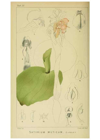 Reproducción/Reproduction 9729270727: Icones orchidearum austro-africanarum extra-tropicarum :. London :W. Wesley,1896-1913.