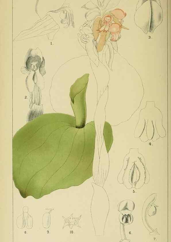 Reproducción/Reproduction 9729270727: Icones orchidearum austro-africanarum extra-tropicarum :. London :W. Wesley,1896-1913.