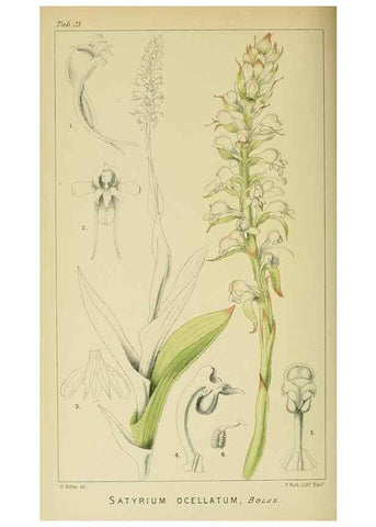 Reproducción/Reproduction 9729272607: Icones orchidearum austro-africanarum extra-tropicarum :. London :W. Wesley,1896-1913.