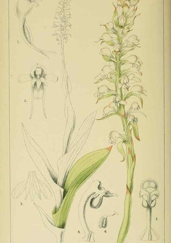 Reproducción/Reproduction 9729272607: Icones orchidearum austro-africanarum extra-tropicarum :. London :W. Wesley,1896-1913.