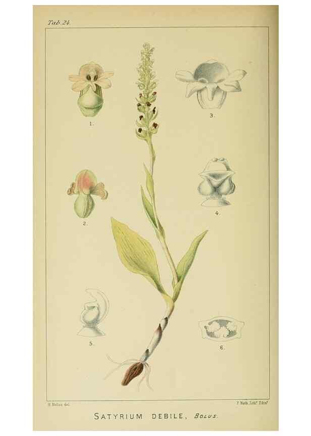 Reproducción/Reproduction 9732498474: Icones orchidearum austro-africanarum extra-tropicarum :. London :W. Wesley,1896-1913.
