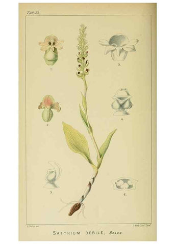 Reproducción/Reproduction 9732498474: Icones orchidearum austro-africanarum extra-tropicarum :. London :W. Wesley,1896-1913.