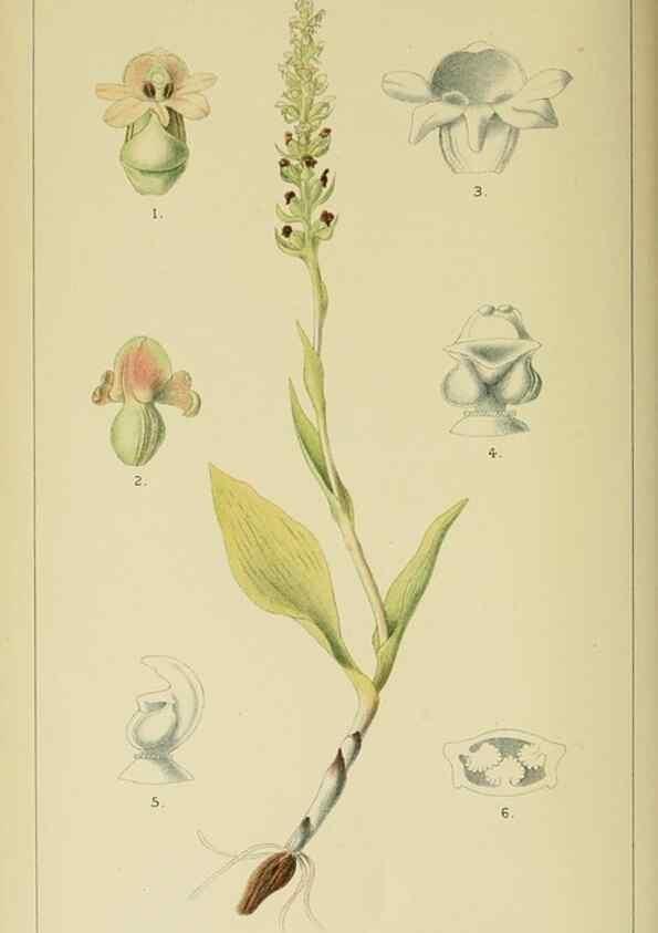 Reproducción/Reproduction 9732498474: Icones orchidearum austro-africanarum extra-tropicarum :. London :W. Wesley,1896-1913.