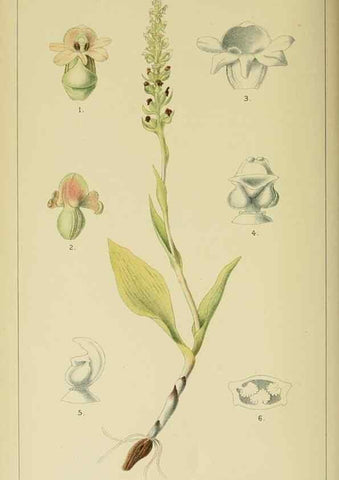 Reproducción/Reproduction 9732498474: Icones orchidearum austro-africanarum extra-tropicarum :. London :W. Wesley,1896-1913.