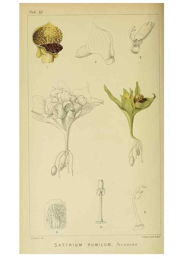 Reproducción/Reproduction 9732499914: Icones orchidearum austro-africanarum extra-tropicarum :. London :W. Wesley,1896-1913.