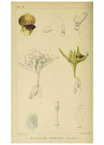Reproducción/Reproduction 9732499914: Icones orchidearum austro-africanarum extra-tropicarum :. London :W. Wesley,1896-1913.